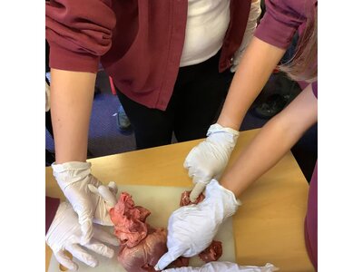 Image of Year 6: A heart dissection...