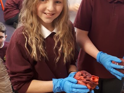 Image of Year 6: Heart Dissection